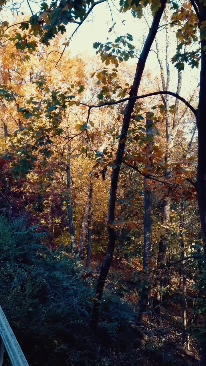 垂直秋天的后院树木繁茂