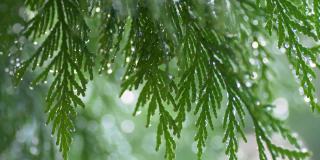 一棵雪松树被湿漉漉的水滴覆盖着