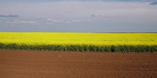 无人机拍摄开花的黄色油菜籽田