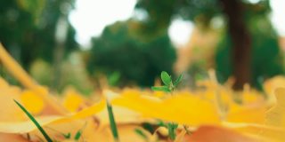银杏叶落在地上。黄色的树叶和落叶。绿色的萌芽。银杏，落叶裸子植物的属，孑遗植物。秋天在城市公园或森林。自然背景