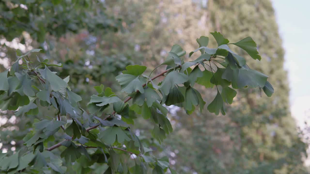 银杏树树枝的特写镜头