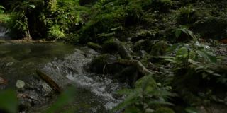 封闭的水流过苔藓岩石通过绿色植物在树荫下的热带森林。自然美。丛林里的清新小溪。