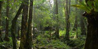 夏日清晨阳光下，绿树林间的宁静景象，溪水从岩石上流过。丛林中的风景。