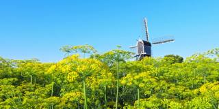 美丽的荷兰风车和莳萝