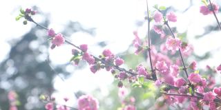 粉红色的杏花三叶盛开。杏仁或三裂路易斯安那，樱花，在春天的花园开花