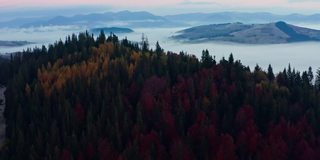 雾森林山自然日天气日出季节