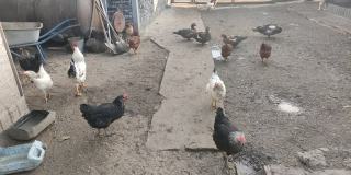 农场里的鸭子和鸡，4K视频