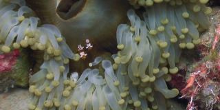 海葵在菲律宾海洋清澈的海水的沙质底部