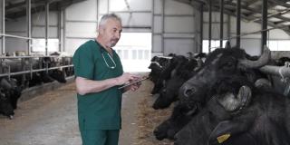 高级兽医在农场照料水牛。