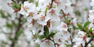 白色的花毡樱桃，毛桃或中国樱桃。开花的树枝上开着美丽的白花