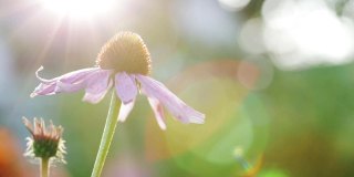 阳光和刺眼的光线落在紫锥花的灌木上。模糊背景上的锥花。自然背景。