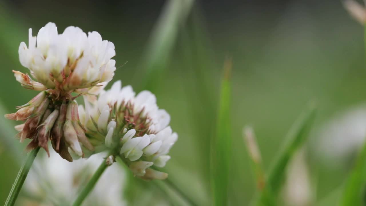 野生动物宏。三叶草花在绿色田野模糊的背景特写。自然背景。景观,自然,夏天。