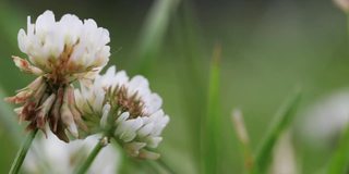 野生动物宏。三叶草花在绿色田野模糊的背景特写。自然背景。景观,自然,夏天。