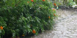 夏天的雨在花园里。在雨中的花坛上美丽的花朵。花坛附近的一个大水坑。天气事件。