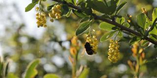 蓝色天空背景下的花园里，一只大毛大黄蜂正在为黄色的小檗授粉。大自然在春天。