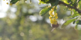 蓝色天空背景下的花园里，一只大毛大黄蜂正在为黄色的小檗授粉。大自然在春天。