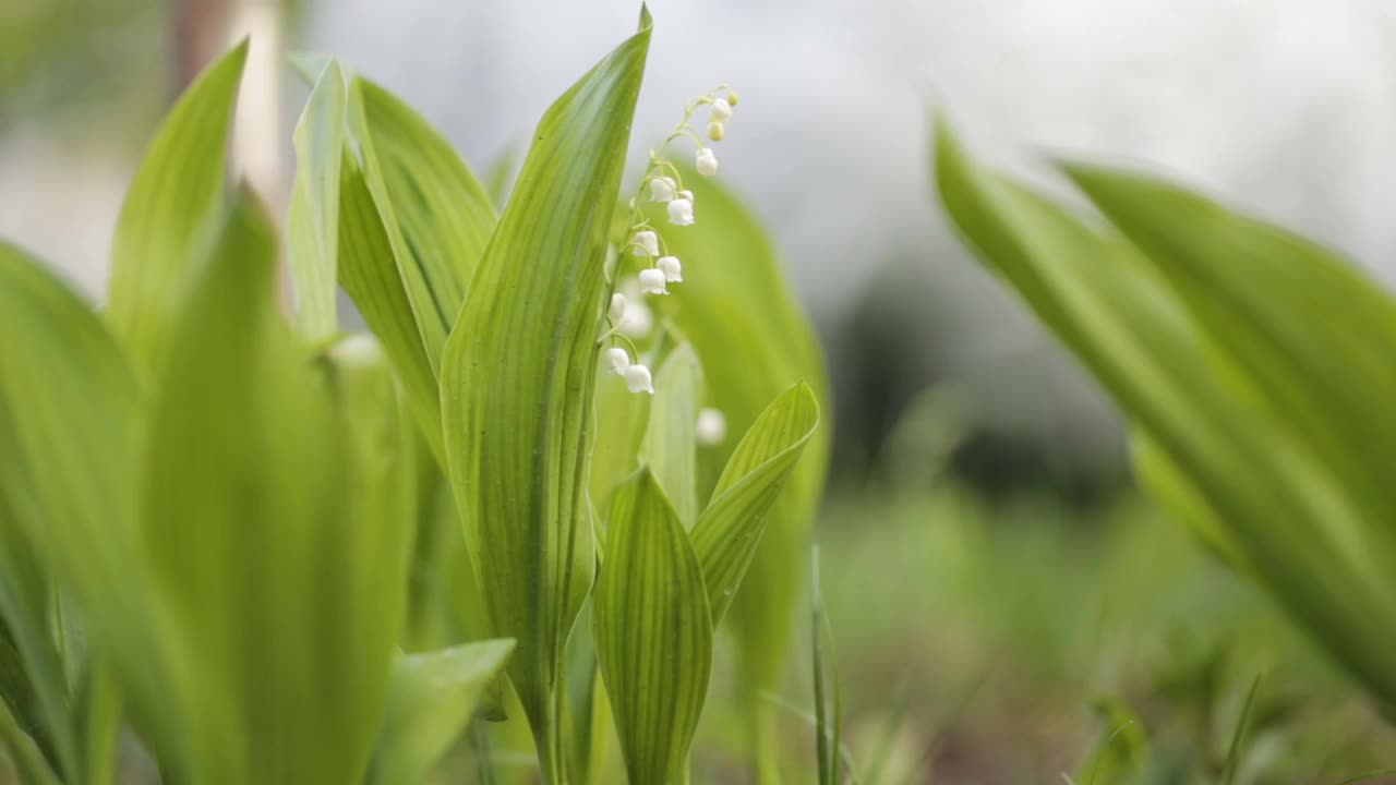 山谷中的百合花在风中摇曳。室外娇嫩的春花。