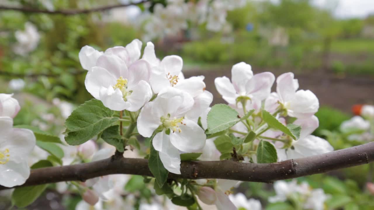 蜜蜂从白色的苹果花收集花蜜在花园的背景蓝色的天空。大自然在春天。园艺。野生动物。