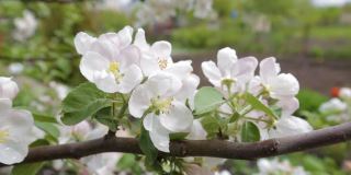 蜜蜂从白色的苹果花收集花蜜在花园的背景蓝色的天空。大自然在春天。园艺。野生动物。