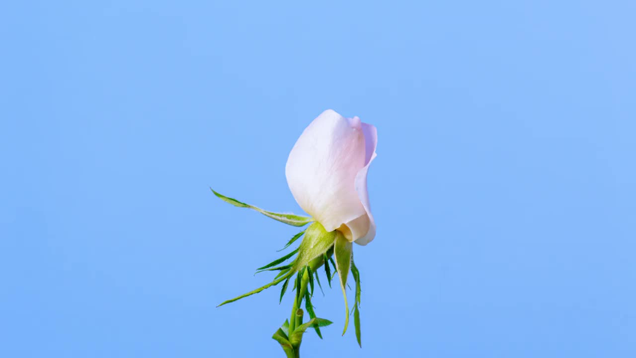 玫瑰臀部花盛开和旋转的蓝色背景时间推移4k视频。
