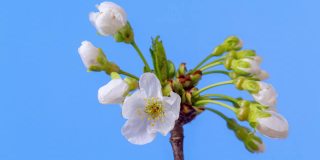 4k时间流逝的一棵甜樱桃树的花开花生长和旋转的蓝色背景。盛开的小白色梅花。以9:16的比例延时。