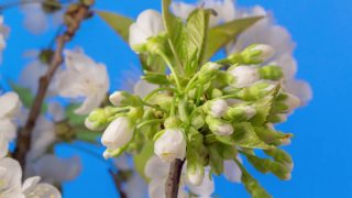 4k时间流逝的一棵甜樱桃树的花开花生长和旋转的蓝色背景。盛开的小白色梅花。以9:16的比例延时。视频素材模板下载