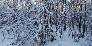 美丽的冬季白桦林的背景下的太阳。雪躺在树枝上，霜冻的日子。冬季