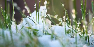 冬天，雪花飘落在绿色的草地上