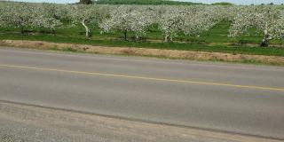 短航拍视频显示街道对面的appel树田和一辆汽车经过