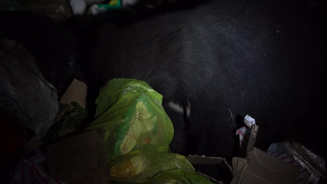 树懒熊在垃圾场取食或捡拾垃圾或垃圾。栖息地的丧失，气候变化使它们依赖人类的剩余物，从而丧失了它们寻找食物的自然能力