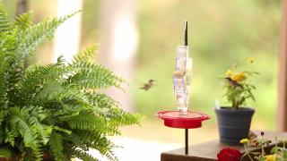 蜂鸟在春天觅食视频素材模板下载