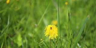蜜蜂给草地上的野花授粉。小蜜蜂在长着绿色花瓣的亮黄色花朵周围飞来飞去