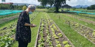 亚洲老年女性老年妇女通过智能手机应用农业技术检查植物质量