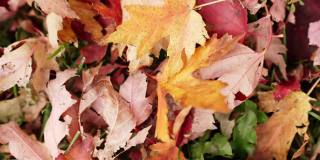彩色的红、黄、橙、棕糖枫叶躺在秋天的草地上，特写b卷细节平移拍摄。