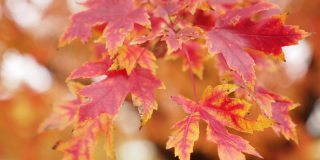 这是一幅彩色糖枫树树枝的特写镜头，它在微风中摇曳，呈现出秋天的红色和黄色。