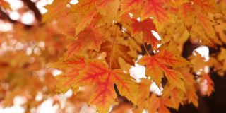 用慢动作细节镜头拍摄了一棵糖枫树树枝上五颜六色的秋天树叶，红色、黄色和橙色的叶子在微风中轻轻地吹着。