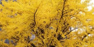 用平移镜头拍摄了一棵大型银杏树，在秋天有明亮的黄色叶子，背景是一座高层建筑。