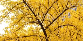 在明亮的黄色叶子的银杏叶树的一根树枝的秋天。