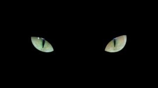 绿色愤怒的猫眼孤立在黑色背景上。黑暗的万圣节背景与邪恶的猫眼在黑暗中看着相机视频素材模板下载