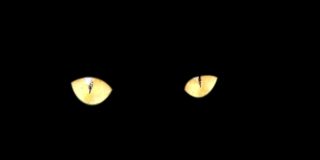 两只黄色的猫眼睛在黑色的背景上特写。万圣节背景黄色的猫眼在黑色的黑暗中