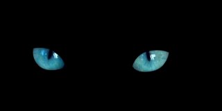 近距离观察两只蓝色的猫眼睛在黑色背景下看着相机。黑暗的万圣节蓝色猫眼睛孤立的背景
