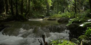 淘金射水流流过岩石，穿过茂密的叶子植物在树荫下的雨林。清新的小溪流在绿色的林地。