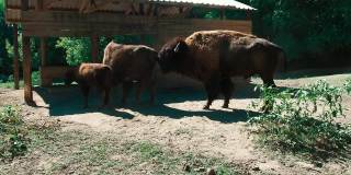 美洲野牛或美洲野牛，属于公牛部落的偶蹄哺乳动物。当雌鱼从食槽里吃东西时，雄鱼会闻一闻。动物园Palic塞尔维亚。一群野牛和一头小牛。交配准备检查