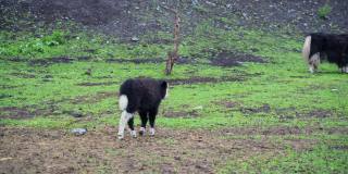 动物园里的黑白牦牛。在农场吃草。长发奶牛肖像。阿尔泰