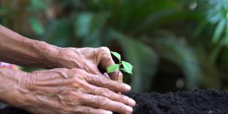 双手老妇女农业和护理植物树保持环境和自然。植物的生长减少了全球保护自然生物多样性。生态与环境