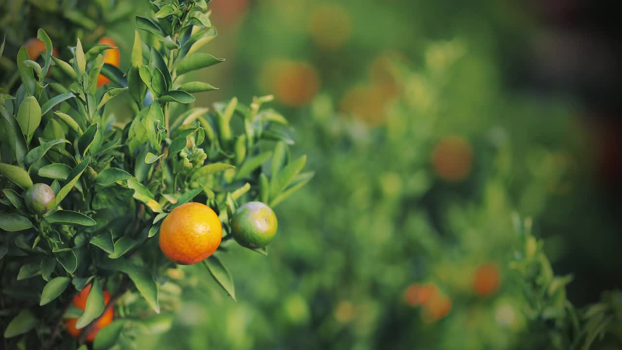 新鲜的橘子在橘子树上