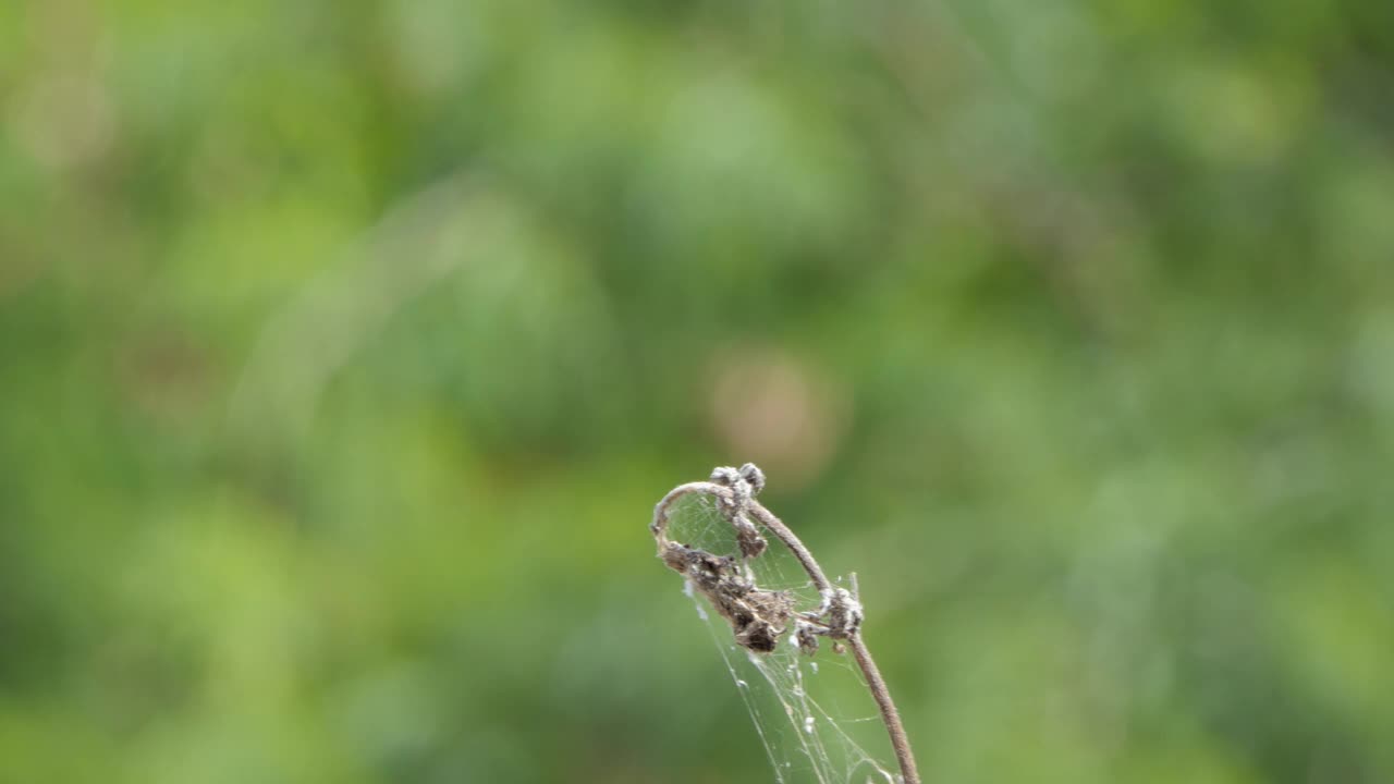 夏天栖息在树枝上的普通画翼蜻蜓。