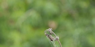 夏天栖息在树枝上的普通画翼蜻蜓。