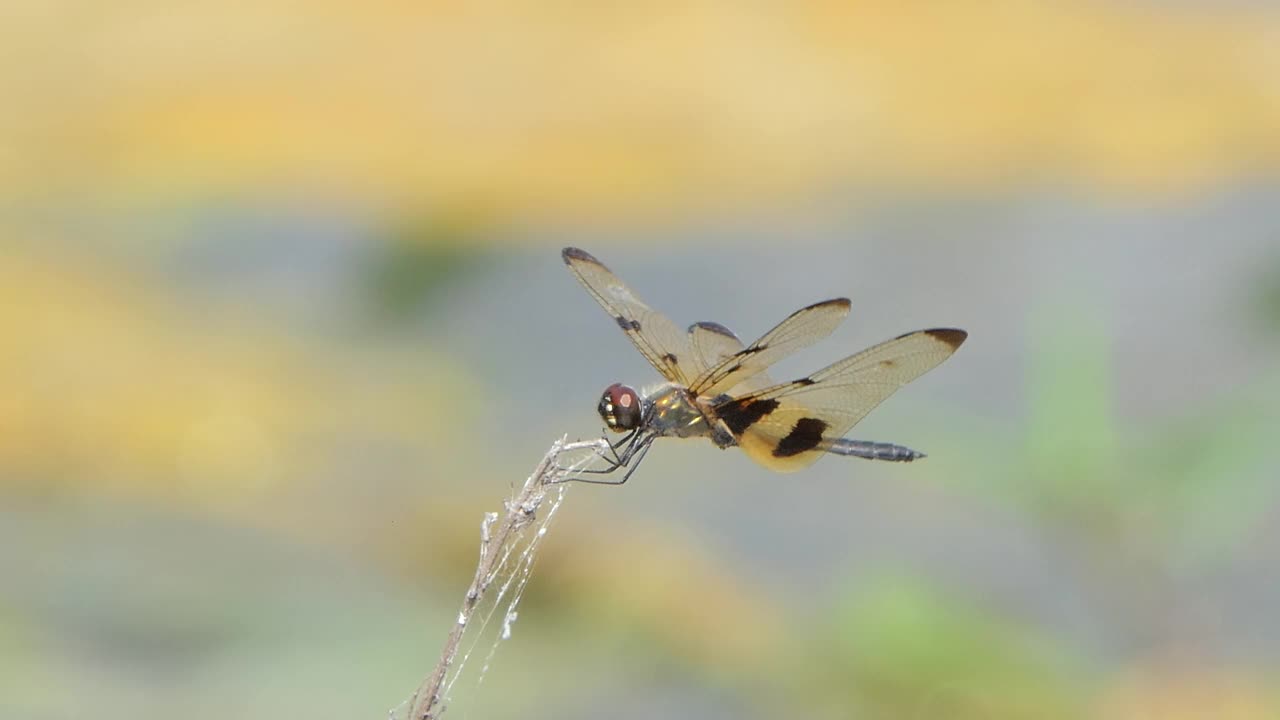 夏天栖息在树枝上的普通画翼蜻蜓。
