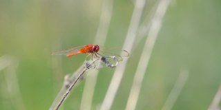 栖息在树枝上的红尾蜻蜓。